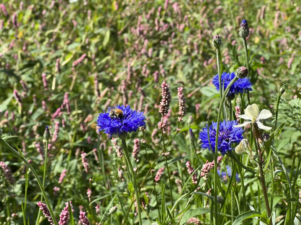 Bee on a flower